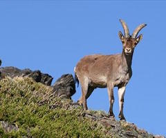 Andalucía declara área de emergencia cinegética para controlar sarna en cabra montés